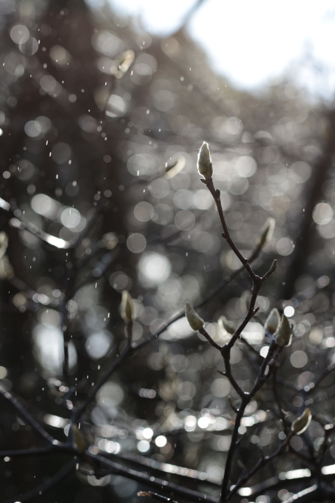 雨に輝くコブシの冬芽
