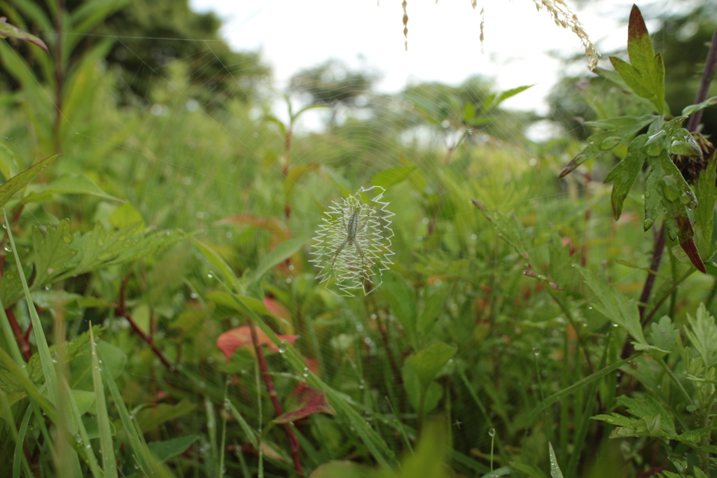 湿地のナガコガネグモ