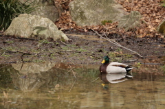 池のカモ