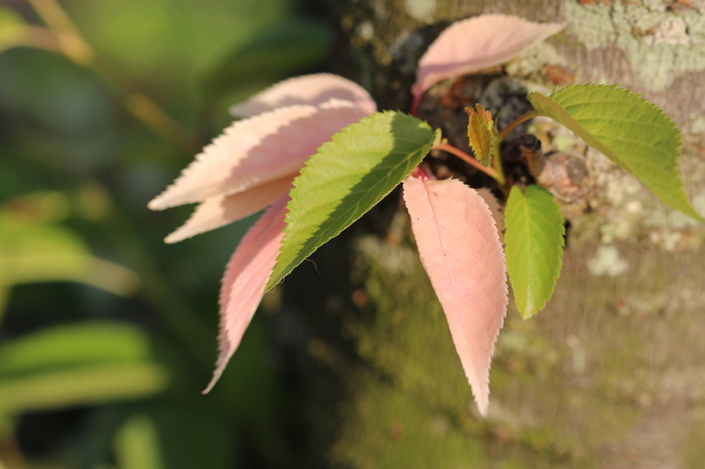 桜色の桜の葉