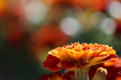 植物園の花々　その7