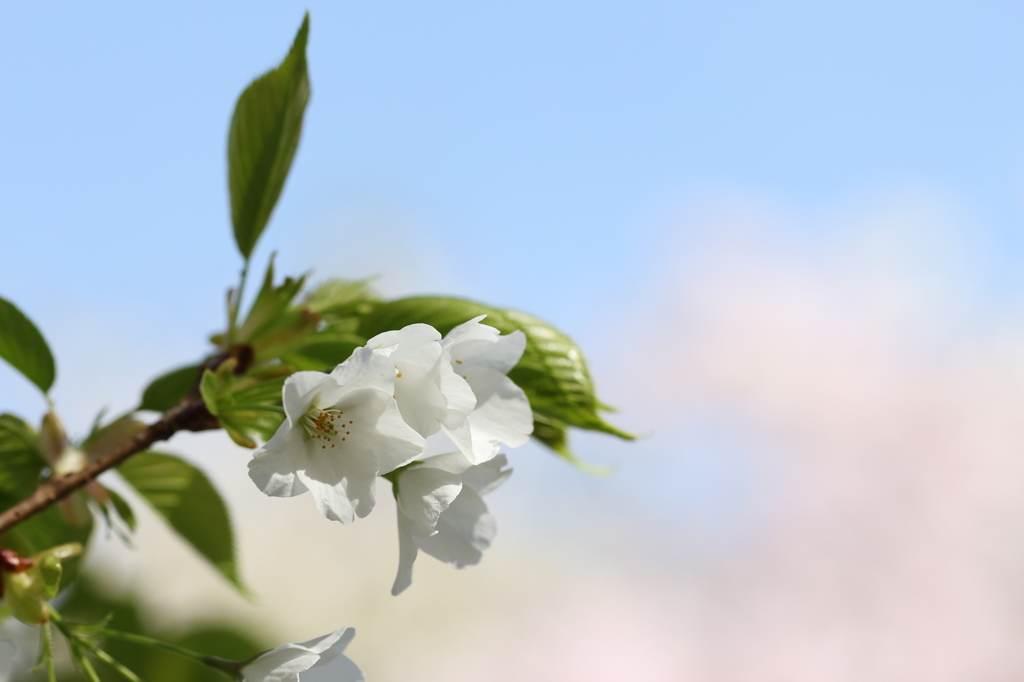 若葉の桜