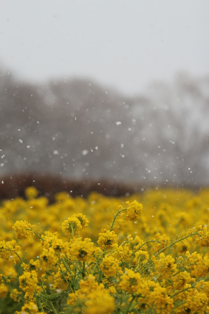 雪が舞う菜の花畑