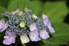 額紫陽花