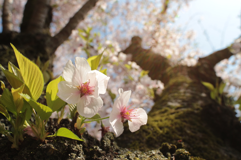 胴咲きの桜