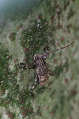 ナガゴマフカミキリ