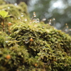 苔生したキノコ