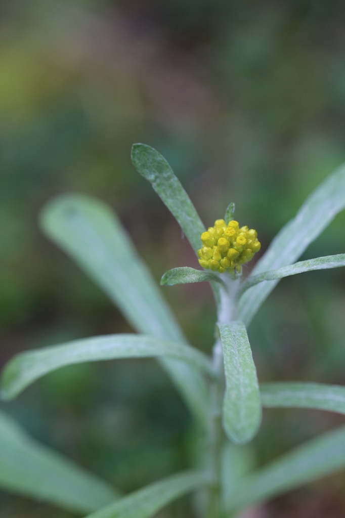 秋のハハコグサ