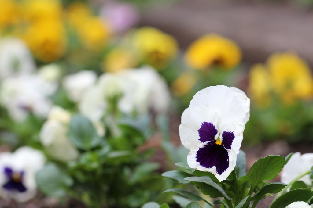 植物園の花々　2