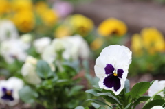 植物園の花々　2