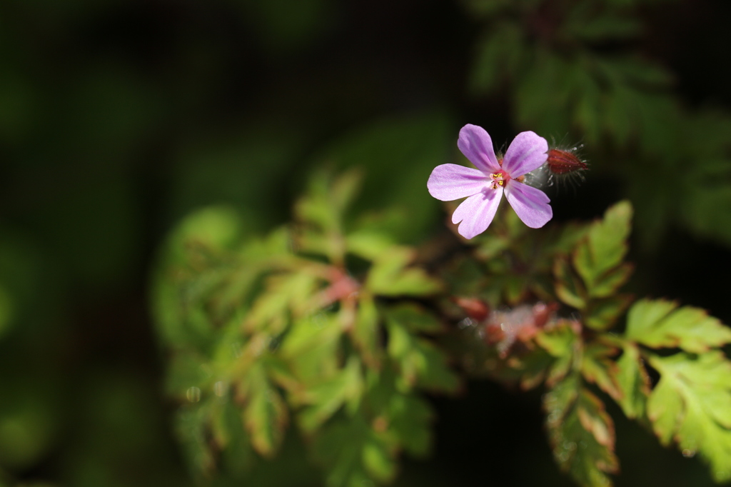 伊吹山の植物　7