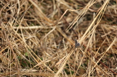 枯草のツバメシジミ