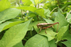 溝蕎麦のニシキリギリス