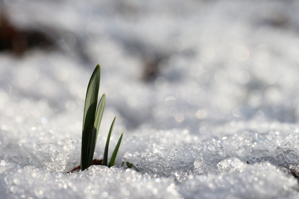 雪上の芽