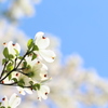 輝く花水木