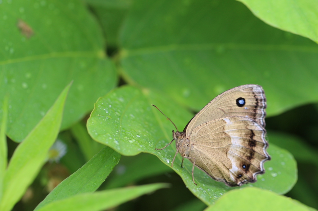 ジャノメチョウ