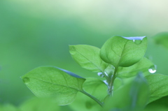 朝の緑
