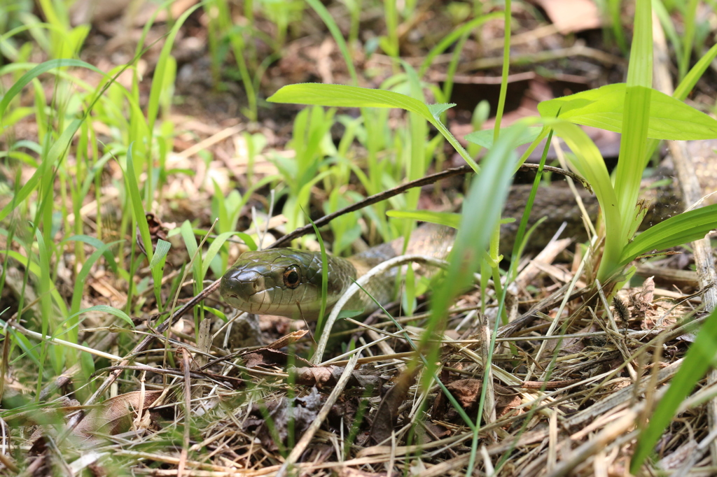草むらのアオダイショウ