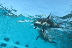 のとじま水族館のカマイルカ