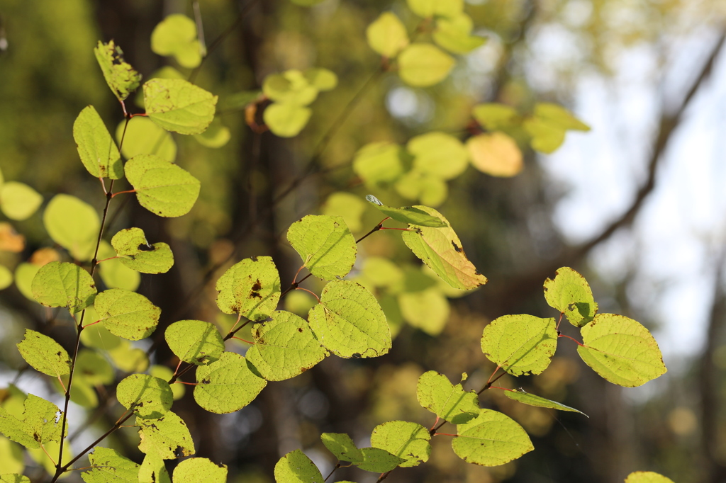 植物園の樹々　4