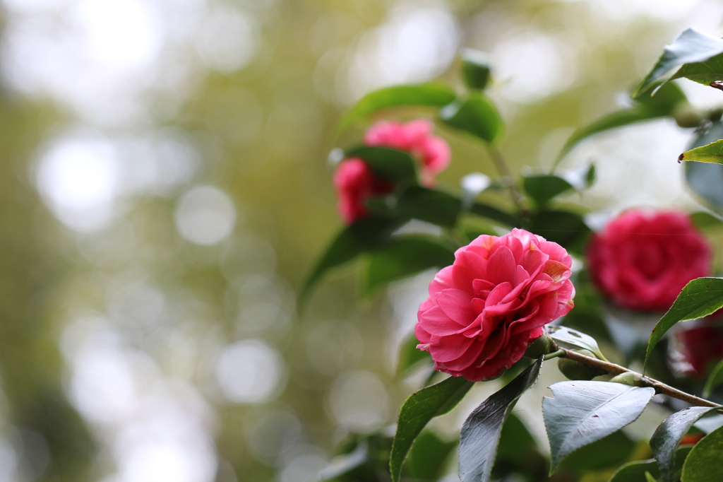 植物園の花々　5