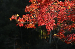 輝く紅葉