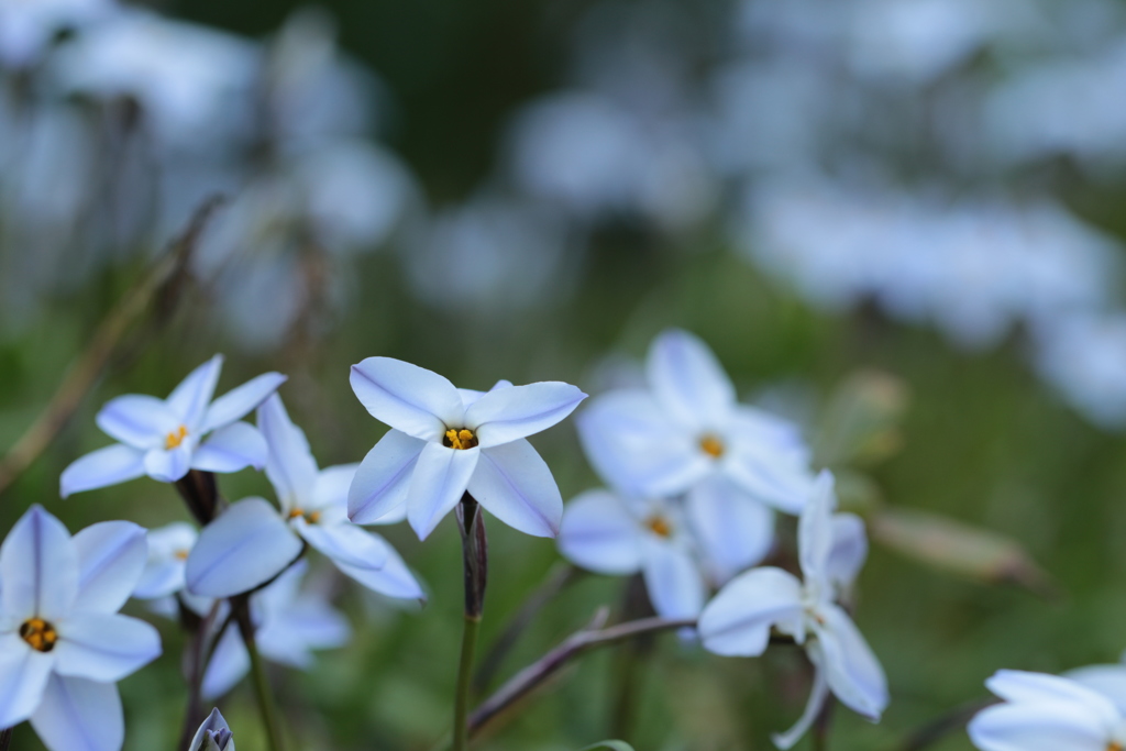 ハナニラの花