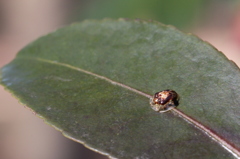 透明の虫