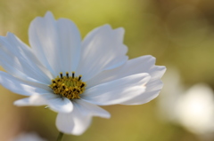 植物園の花々　その3