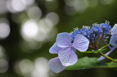 三枚萼の紫陽花