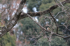 スズメ