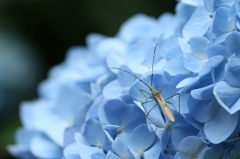 紫陽花のカメムシ