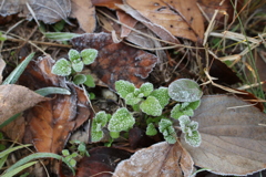 霜の草むら