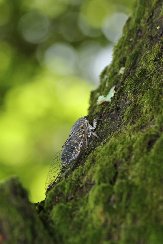 樹皮のツクツクボウシ