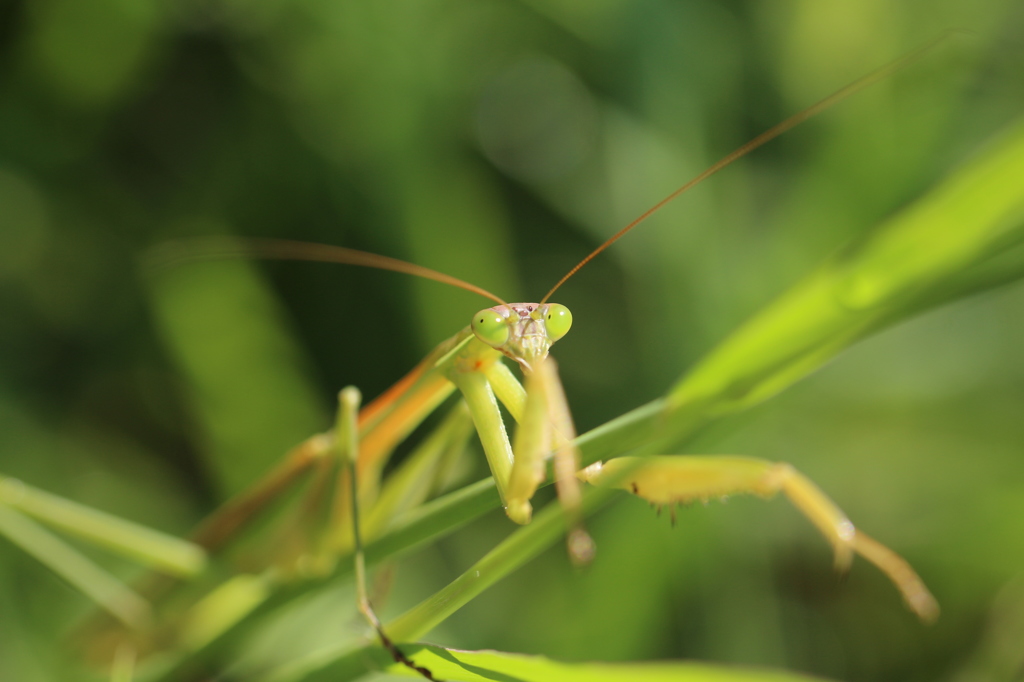 草むらのカマキリ