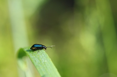 草上のハムシ