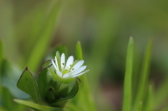 ハコベの花