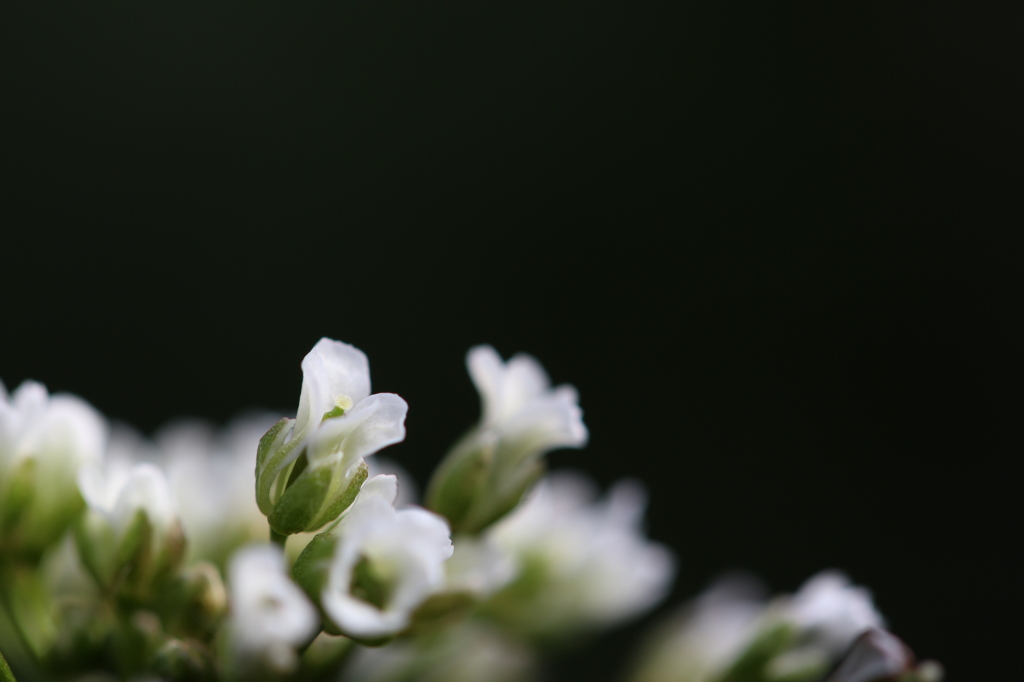 ナズナの花