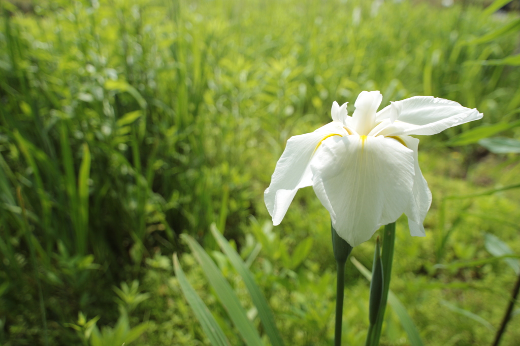 湿地の花菖蒲