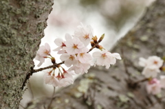 二股の桜