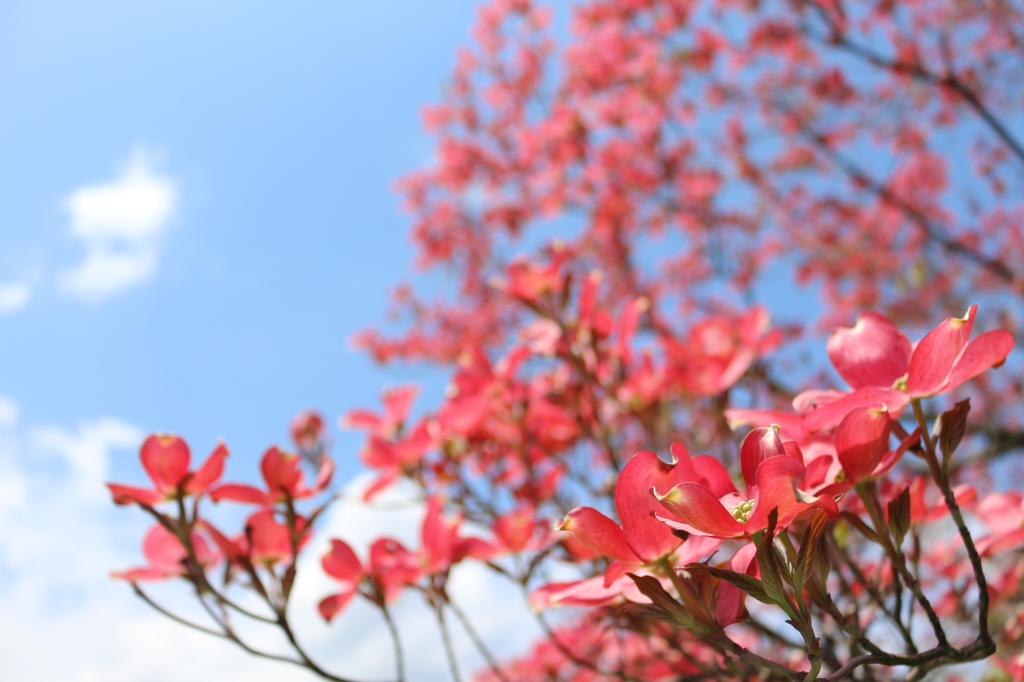 満開の花水木　赤