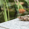 黄菖蒲池のトノサマガエル
