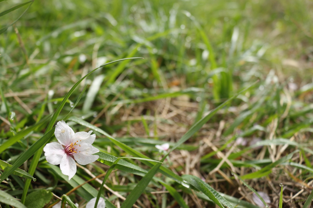 草むらの桜