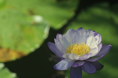 植物園の花々　その6