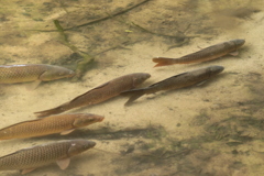 鯉池のコイ