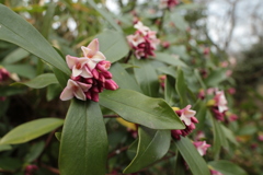 沈丁花の香り