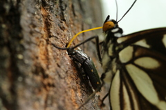 横取りのヨツボシオオキスイ