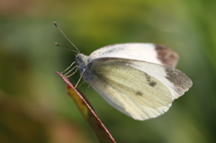 モンシロチョウ