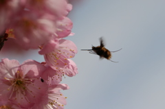 サクラの花にて