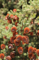 植物園の草木　その3